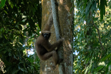 western hoolock gibbon (Hoolock hoolock), a primate from the gibbon family, Hylobatidae observed in Delhing Patkai, Assam, India