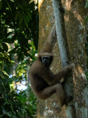 western hoolock gibbon (Hoolock hoolock), a primate from the gibbon family, Hylobatidae observed in Delhing Patkai, Assam, India