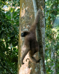 western hoolock gibbon (Hoolock hoolock), a primate from the gibbon family, Hylobatidae observed in Delhing Patkai, Assam, India