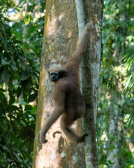 western hoolock gibbon (Hoolock hoolock), a primate from the gibbon family, Hylobatidae observed in Delhing Patkai, Assam, India