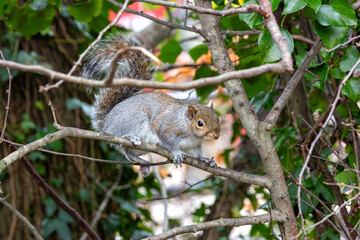 Grey Squirrel (Sciurus carolinensis) spotted in National Botanic Gardens, Dublin