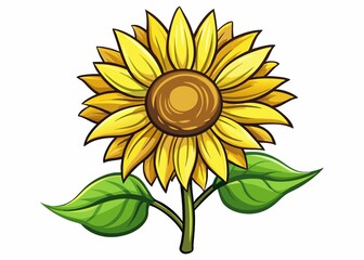 sunflower isolated on white