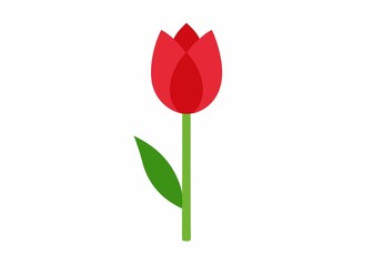 red tulip isolated on white