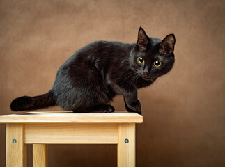 One and a half year old Bombay cat sitting on a stool and looking warily at the camera against a brown background