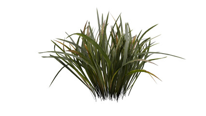 Green dry grass 3D render isolated on transparent background, PNG