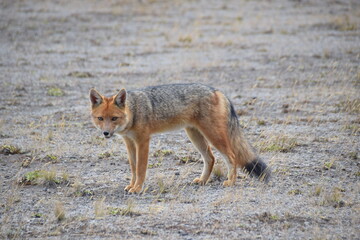 Culpeo or Andean Fox, Cotopaxi, Ecuador