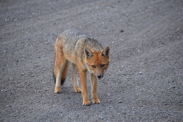 Culpeo or Andean Fox, Cotopaxi, Ecuador
