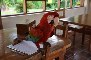 Scarlet Macaw, Ecuador