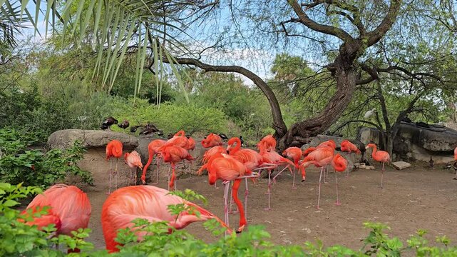 Flamingos at the Gladys Porter Zoo, located in Brownsville, Texas.