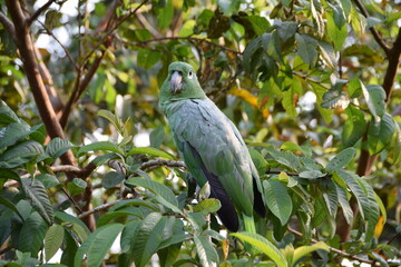 Mealy Parrot, Ecuador