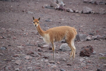 Vicuna, Chimborazo, Ecuador
