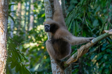 western hoolock gibbon or Hoolock hoolock or in Delhing Patkai, Assam, India