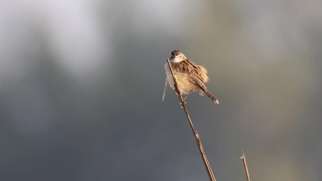 4k resolution video of a zitting cisticola or streaked fantail warbler (without editing).this video was taken from Bangladesh.