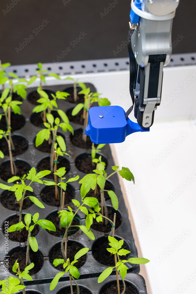 Leinwandbilder a robot in a greenhouse evaluates the quality of tomato seedlings using a sensor. smart farming