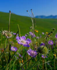 flowers in the field