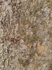 Close-up do tronco da planta Inga feuilleei