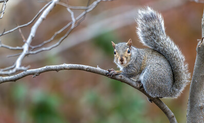 Closeup of a grey squirrel perched on a bare branch in winter.