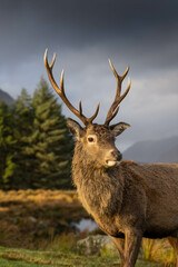 Highland Stag Monarch of the Glen