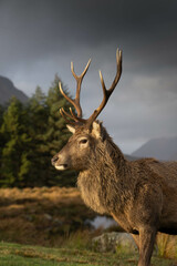Highland Stag Monarch of the Glen