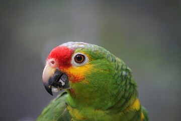 Amazona autumnalis, Villahermosa, Tabasco, Mexico