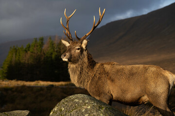 Highland Stag Monarch of the Glen