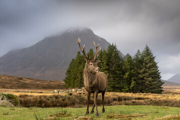 Highland Stag Monarch of the Glen