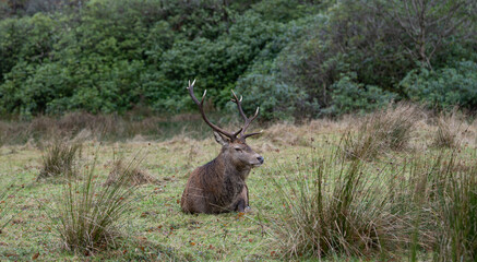 Highland Stag Monarch of the Glen