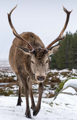 Highland Stag Monarch of the Glen