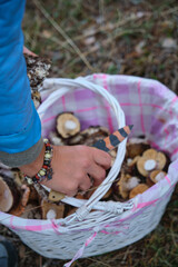White wicker basket with mushrooms