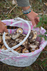White wicker basket with mushrooms