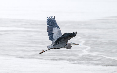 Great blue heron in flight over a frozen lake in winter.