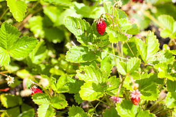 growing berries of repair strawberries in the garden. Summer berry harvest
