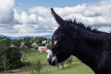 Donkey in a rural landscape with clouds