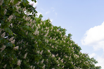 Fototapeta premium chestnut blossom candles in the park. Big lush, fragrant spring flowers