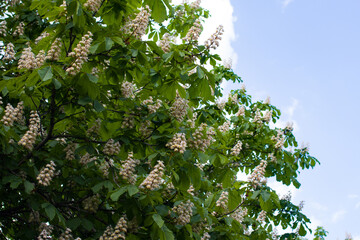 chestnut blossom candles in the park. Big lush, fragrant spring flowers