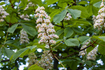 chestnut blossom candles in the park. Big lush, fragrant spring flowers