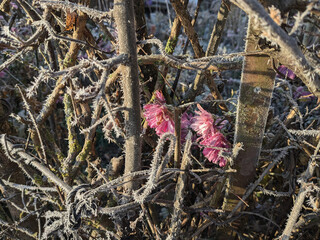 Frost-covered flowers bloom among bare branches in early morning light