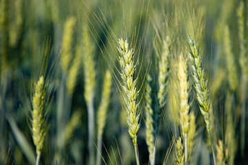 un champs de blé 