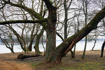 Fototapeta premium Snowless winter. January. Old willows on the shore of a frozen lake. Windy. Cold.
