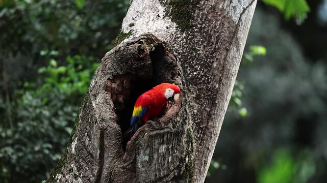 Scarlet Macaw in Costa Rica 