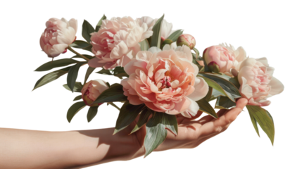 
Peonies on hand on transparent background 