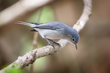 A curious blue-gray gnatcatcher looking down from a tree brance.