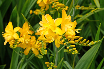 Crocosmia ‘Paul's Best Yellow’ monbretia in flower.