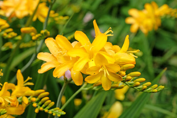 Crocosmia ‘Paul's Best Yellow’ monbretia in flower.