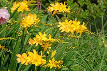 Crocosmia ‘Paul's Best Yellow’ monbretia in flower.