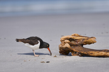 Magellanic Oystercatcher (Haematopus leucopodus) foraging on the coast of Sea Lion Island in the...