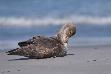 Southern Giant Petrel (Macronectes giganteus) on a beach on Sea Lion Island in the Falkland Islands.