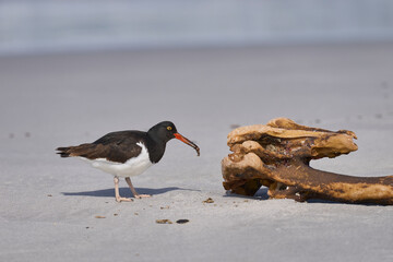 Magellanic Oystercatcher (Haematopus leucopodus) foraging on the coast of Sea Lion Island in the...