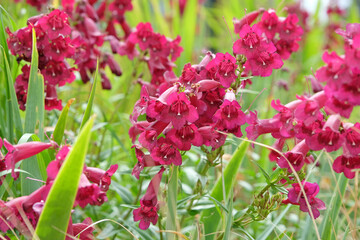 Merlot red penstemon, also known as foxglove beardtongue ‘Raven’ in flower.