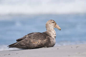 Southern Giant Petrel (Macronectes giganteus) on a beach on Sea Lion Island in the Falkland Islands.